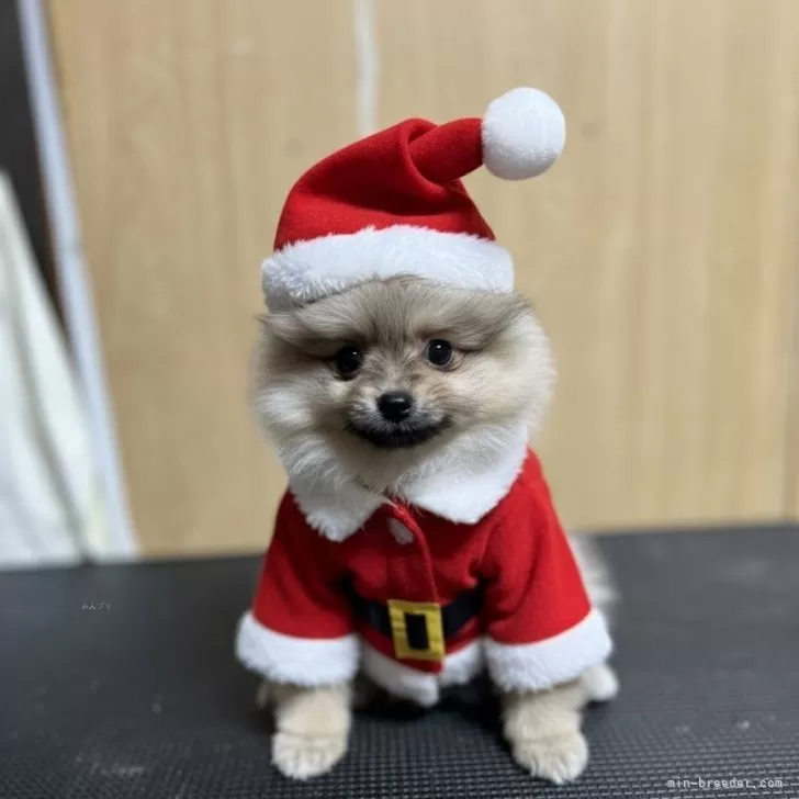 ID：2509-05070の子犬