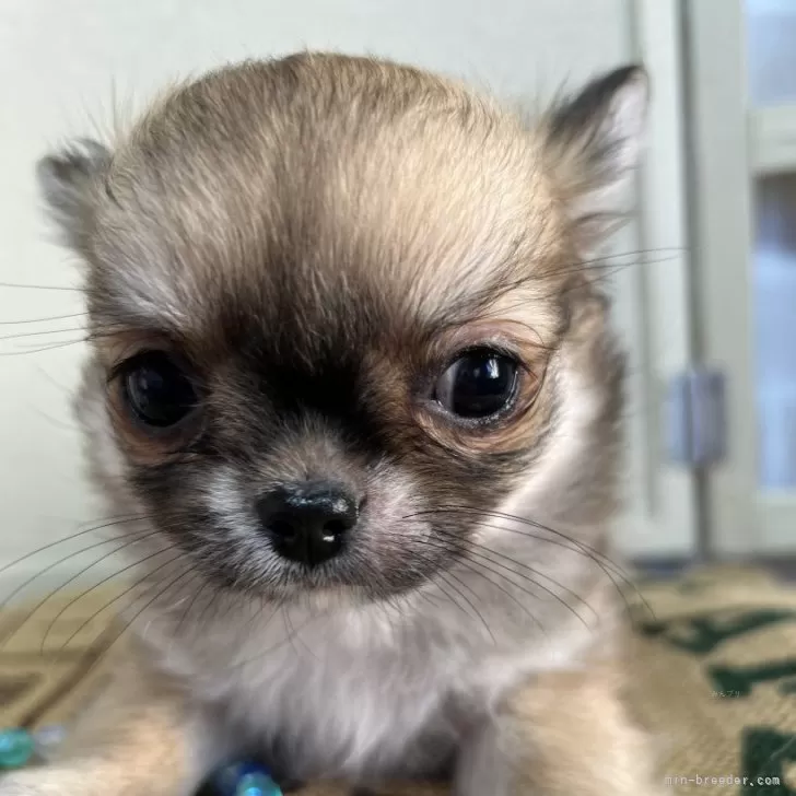 ID：2410-04947の子犬