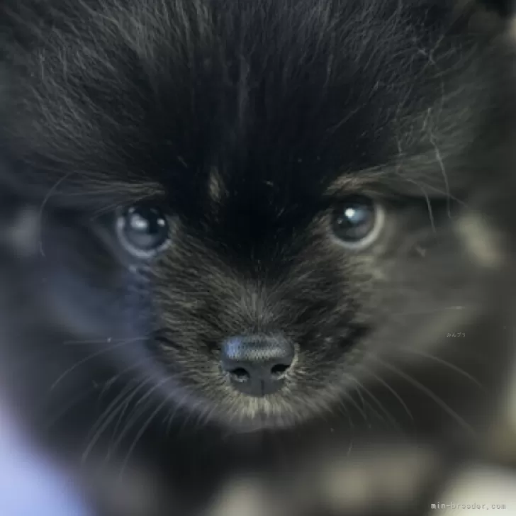 ID:2507-05887の子犬
