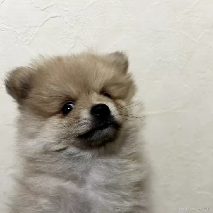 ID：2411-03187の子犬