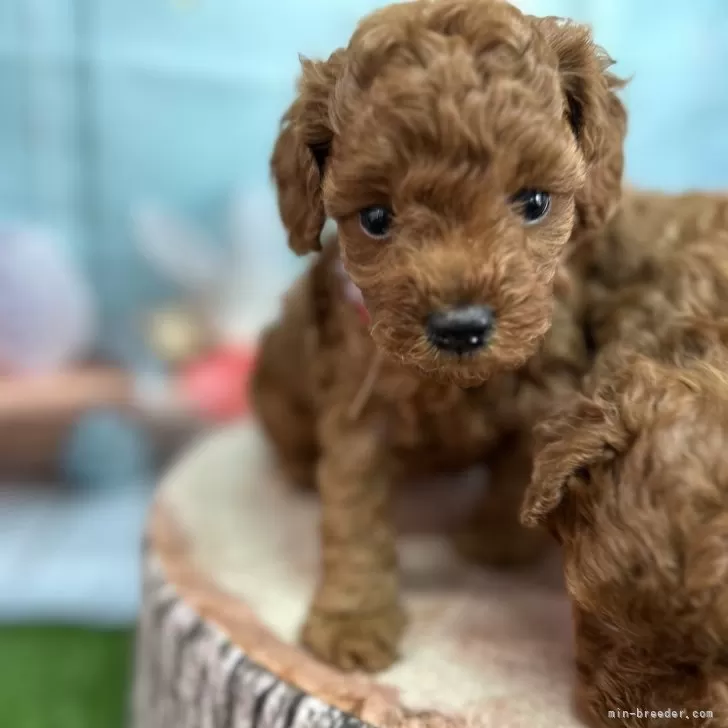 ID：2508-05568の子犬