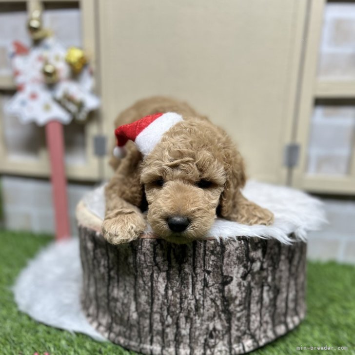 ブリーダー画像