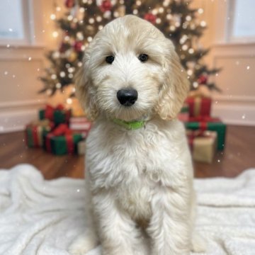 ゴールデンドゥードル(プードル×ゴールデンレトリバー)【北海道・男の子・2025年8月22日・クリーム系】の写真「クリスマスセール5万円OFFとしました🐶F1b」