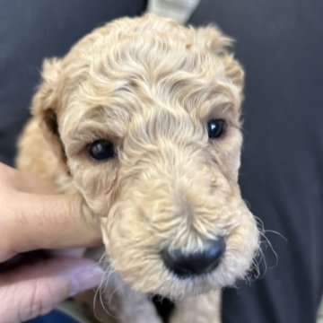 スタンダードプードル【北海道・男の子・2025年10月8日・オレンジフォーン】の写真「クリクリの男の子」