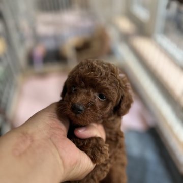 トイプードル(タイニー)【北海道・男の子・2025年7月4日・レッドフォーン】の写真「可愛い子です💖元気なプーちゃん」