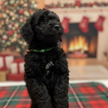 スタンダードプードル【北海道・女の子・2025年10月8日・ブラック】の写真「ぐりぐりの女の子」