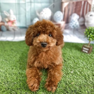 トイプードル(トイ)【北海道・男の子・2025年1月2日・レッドフォーン】の写真「可愛い子です💖元気なプーちゃん」