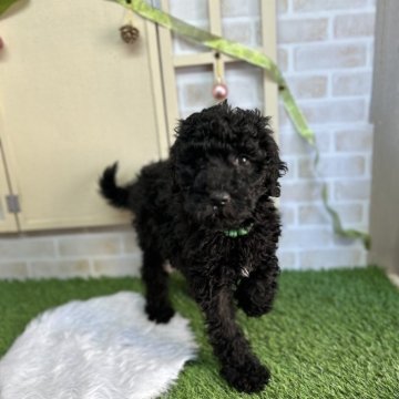 スタンダードプードル【北海道・女の子・2025年10月8日・ブラック】の写真「ぐりぐりの小ぶり女の子」