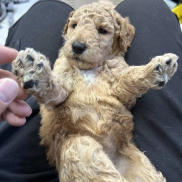 スタンダードプードル【北海道・女の子・2025年10月8日・レッドフォーン】の写真「ぐりぐりの女の子」