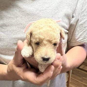 ミックス(ラブラドゥードル)【北海道・女の子・2025年6月12日・ホワイト系】の写真「ウェーブのホワイト系🐶F1b」