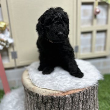 スタンダードプードル【北海道・女の子・2025年10月8日・ブラック】の写真「ぐりぐりの女の子」
