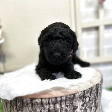 スタンダードプードル【北海道・女の子・2025年10月8日・ブラック】の写真「ぐりぐりの女の子」