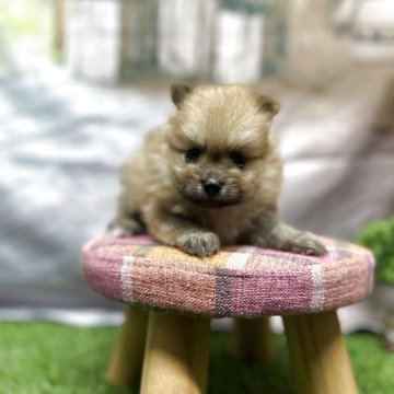 ポメラニアン【北海道・男の子・2025年5月16日・クリーム】の写真「「ふわもこ天使、ポメ降臨♡」 💖」