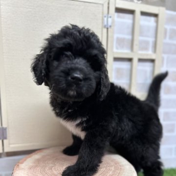ミックス(プードル×バーニーズ・マウンテン・ドッグ)【北海道・男の子・2025年9月7日・ブラック】の写真「バーニードゥードルのかわいい」