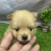 ポメラニアン