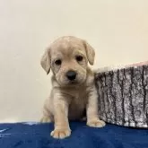 ミックス(プードル×フレンチブルドッグ)【北海道・男の子・2025年1月16日・クリーム系】の写真1