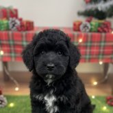 ミックス(プードル×バーニーズ・マウンテン・ドッグ)