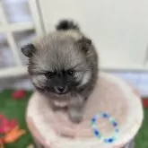 ポメラニアン
