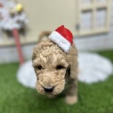 スタンダードプードル