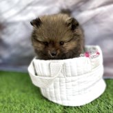 ポメラニアン