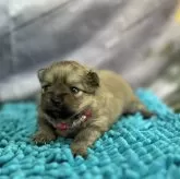 ポメラニアン