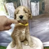 ゴールデンドゥードル(プードル×ゴールデンレトリバー)【北海道・女の子・2025年8月22日・クリーム系】の写真1