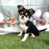 チワワ(ロング)