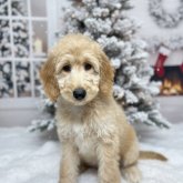 ゴールデンドゥードル(プードル×ゴールデンレトリバー)