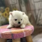 ポメラニアン