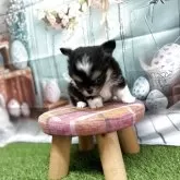 チワワ(ロング)