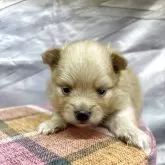 ポメラニアン