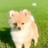 ポメラニアン