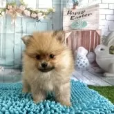 ポメラニアン