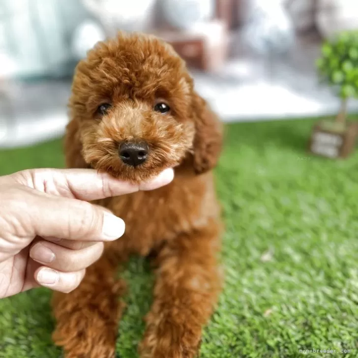 トコタン。トイプーレッドちゃん♡手のひらサイズ トイプードル 】生後58日で390g！！手のひらタイニープードル