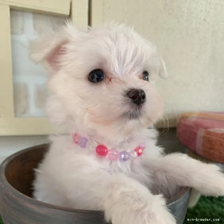 ID：2304-05147の子犬