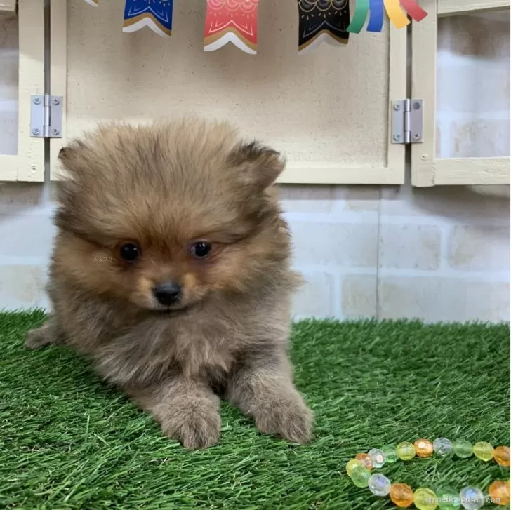 ID：2403-04923の子犬