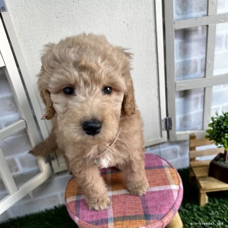 ID:2407-03895の子犬