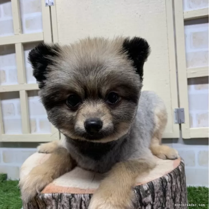 ID：2306-01226の子犬