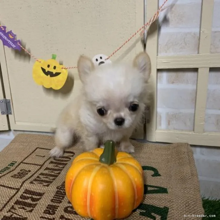 ID:2209-03184の子犬