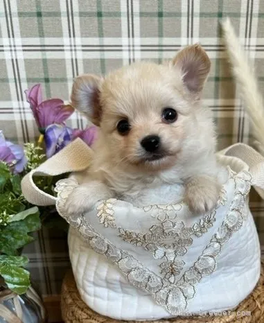ID:2202-02683の子犬
