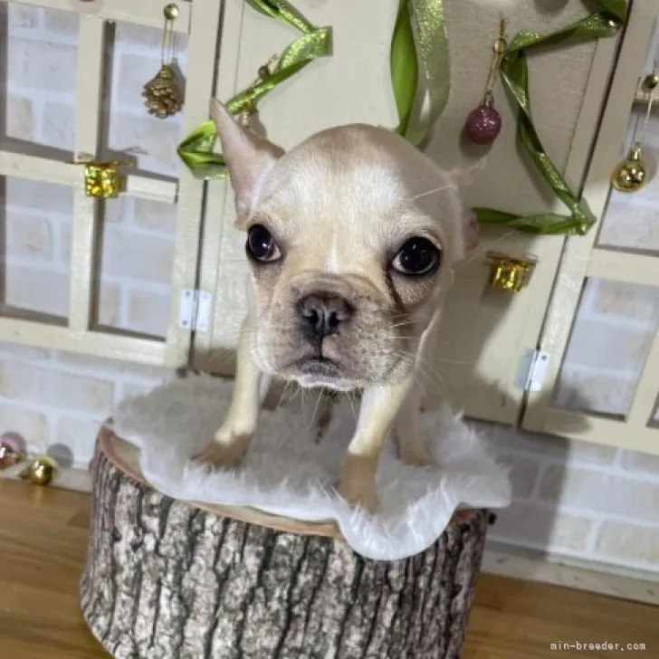 ID：2305-04700の子犬