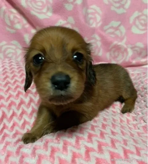 ID：2111-03736の子犬