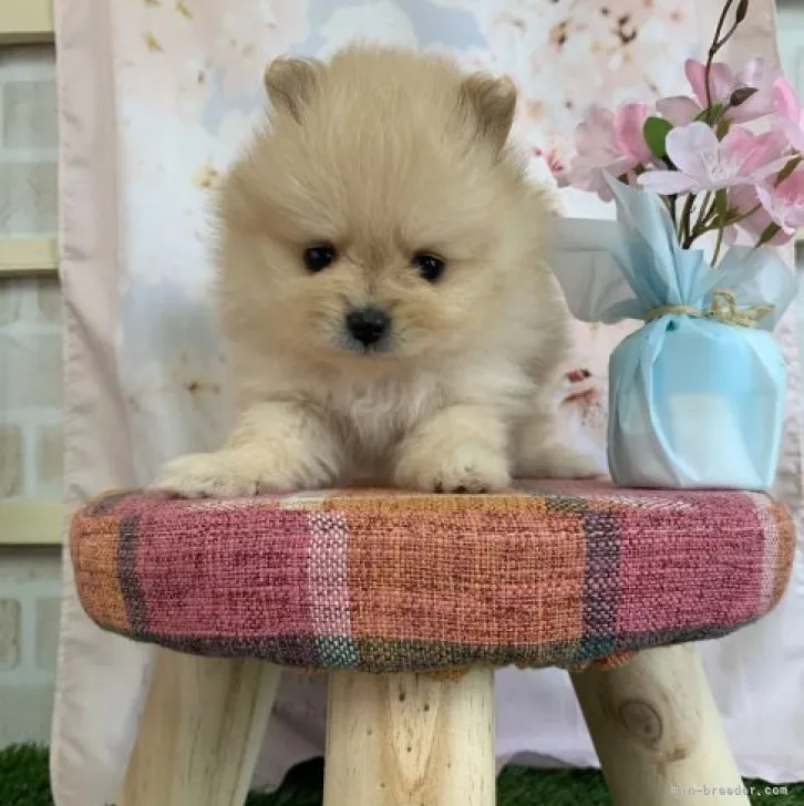 ID：2303-00267の子犬