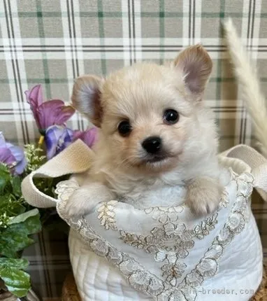 ID：2202-02684の子犬