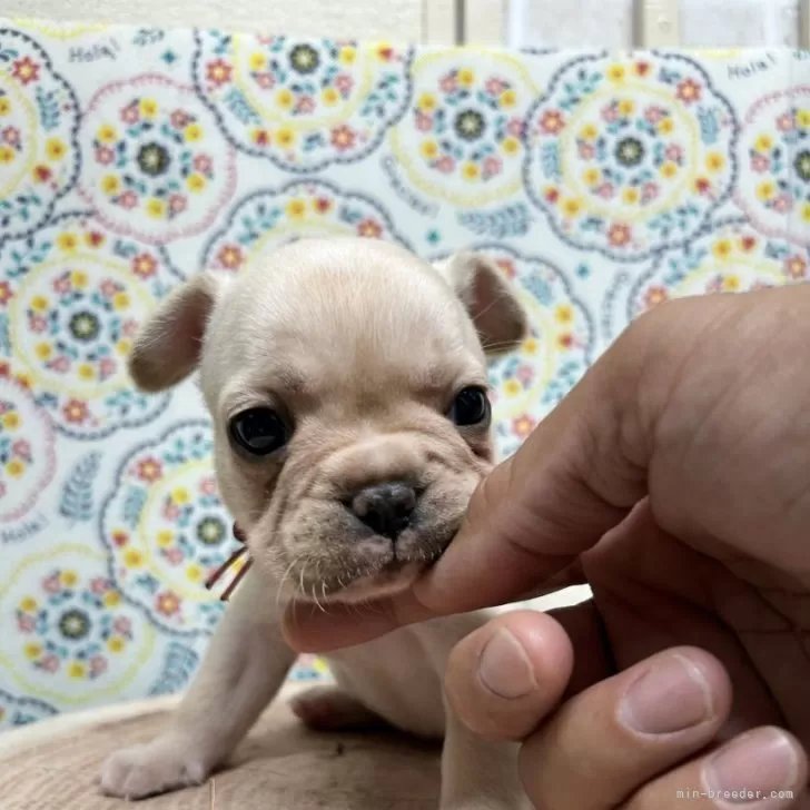 ID：2407-04563の子犬