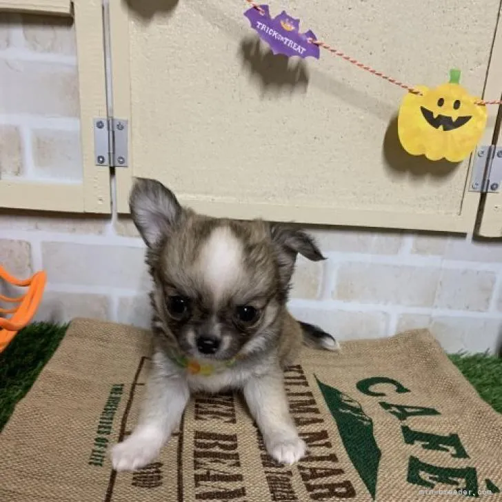 ID:2208-04117の子犬