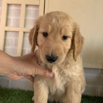 ゴールデンドゥードル【北海道・女の子・2023年4月5日・ゴールド】の写真「お母さん似の女の子(G)
毛はストレートタイプ」