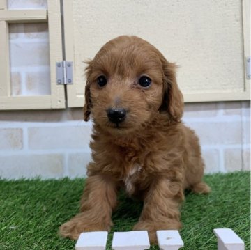 ダップー(トイプードル×ダックスフンド)【北海道・男の子・2024年3月20日・レッド】の写真「レッドです🐶
今の所ウェーブ緩やかです🌈」