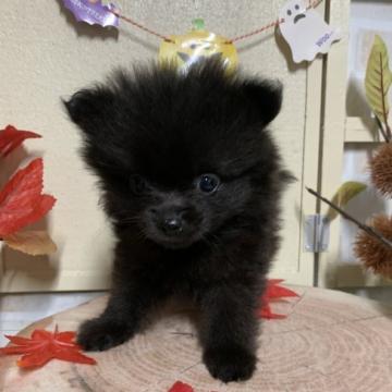 ポメラニアン【北海道・男の子・2022年8月29日・ブラック】の写真「たぬき顔の可愛いポメ君❤️」