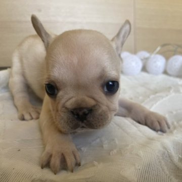 フレンチブルドッグ【北海道・女の子・2023年5月13日・クリーム】の写真「目が空いて、可愛い顔を見せてくれました」